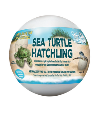 Sea Turtle Hatchling